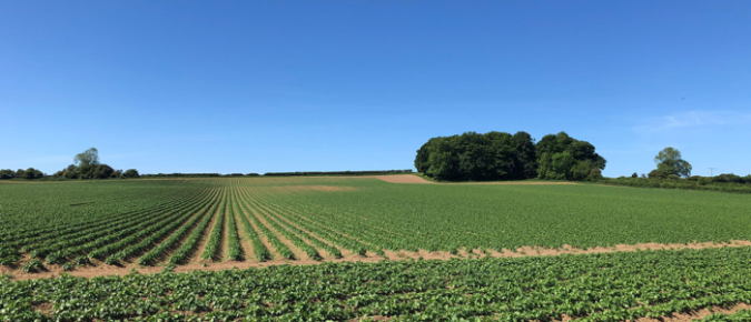 Strategies to grow potatoes and reduce nitrate leaching in Wisconsin