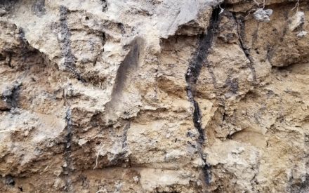 Cover crop selection and management to reduce nitrate leaching risk