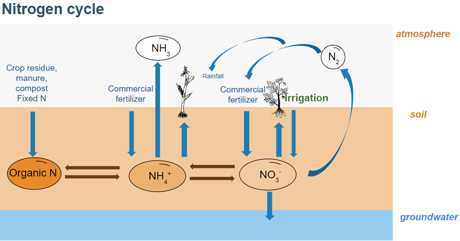 N cycle