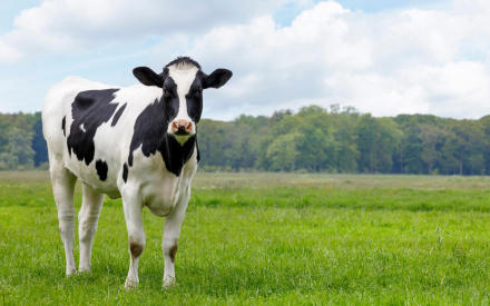 cow grazing in a field