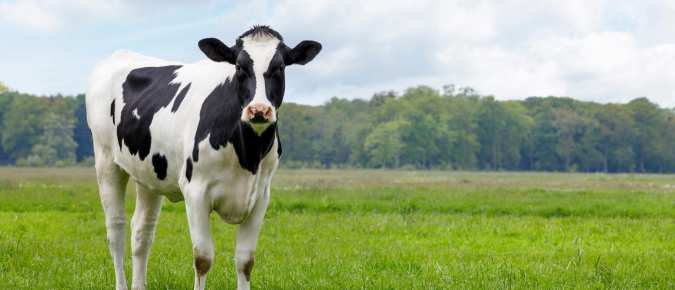 ▶ Watch: Grazing and Water quality, Lessons learned from edge-of-field research