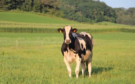 Dairy cow grazing in field