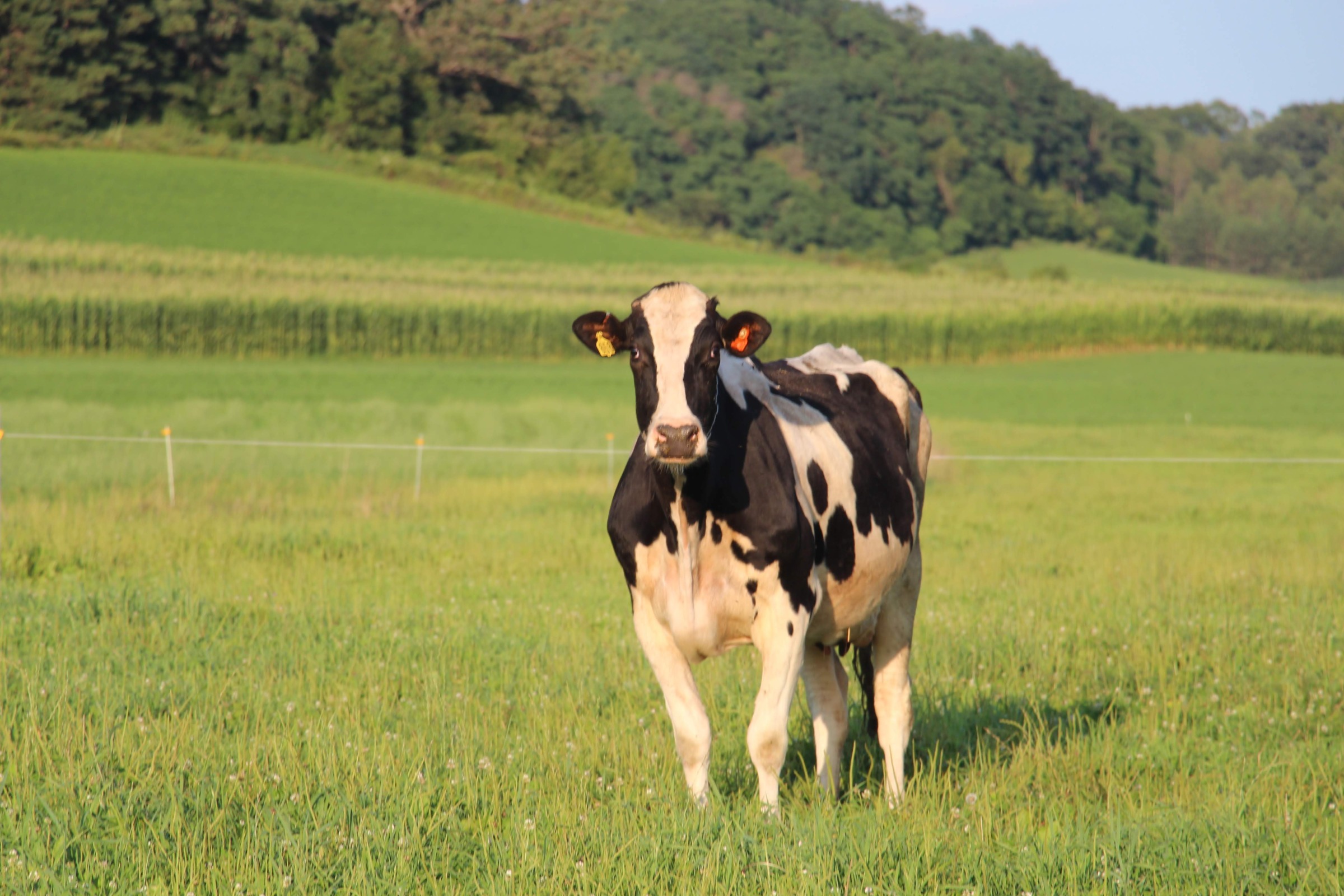 Dairy cow grazing in field