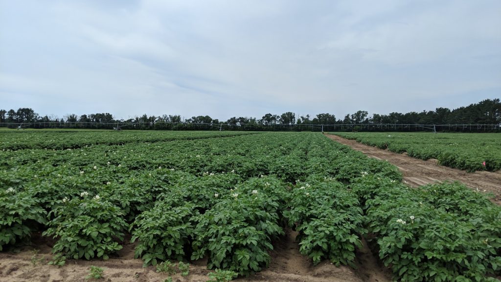 Image of a potato field