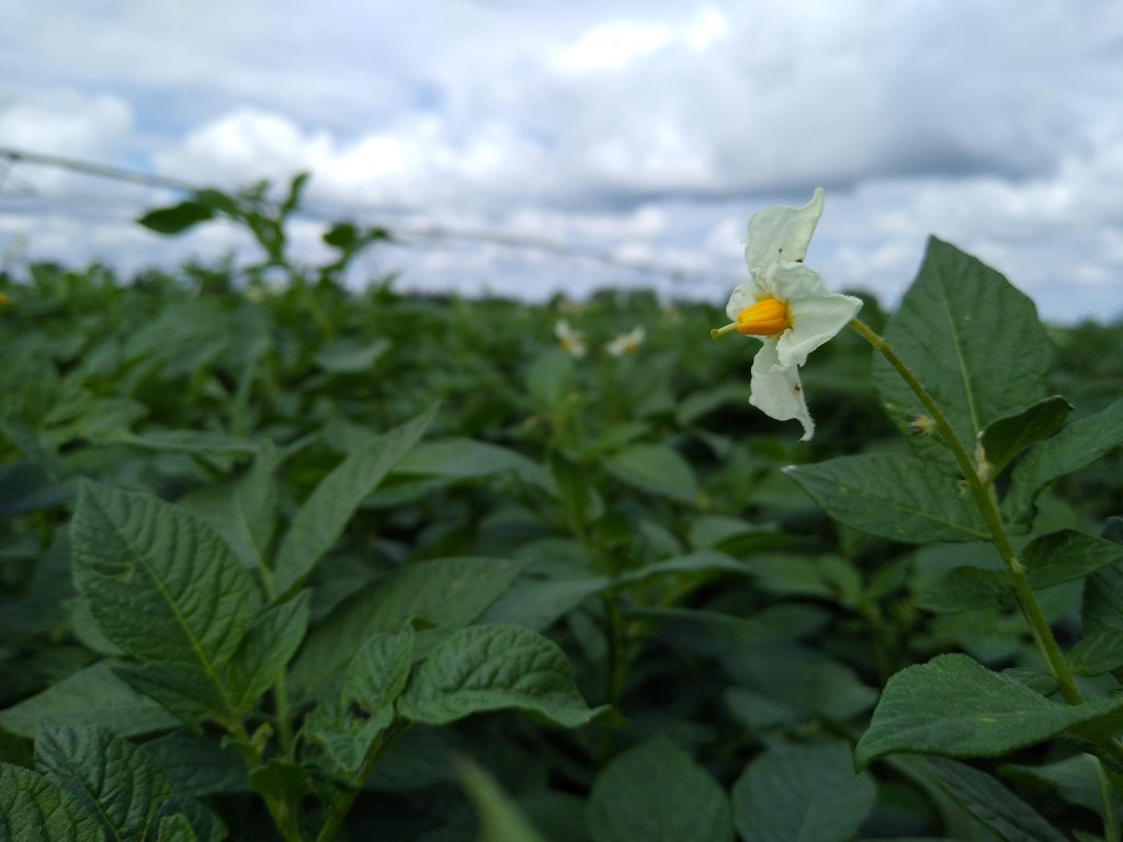 Close up image of potato plants in a field with one flowered plant