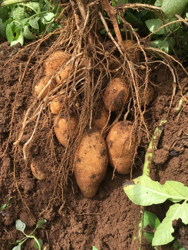 Close up of potatoes growing underground with roots overlaying