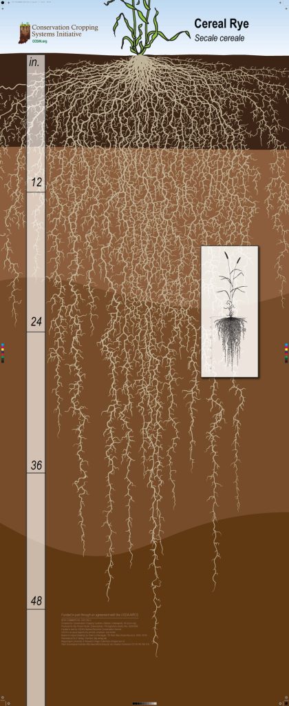 Infographic of a cereal rye plant root structure