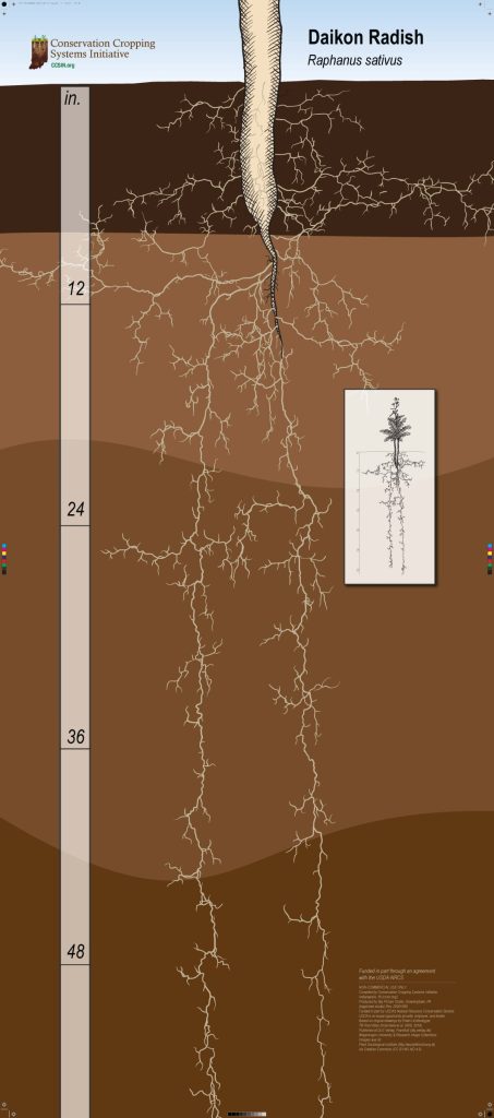 Infographic of a Daikon Radish root structure