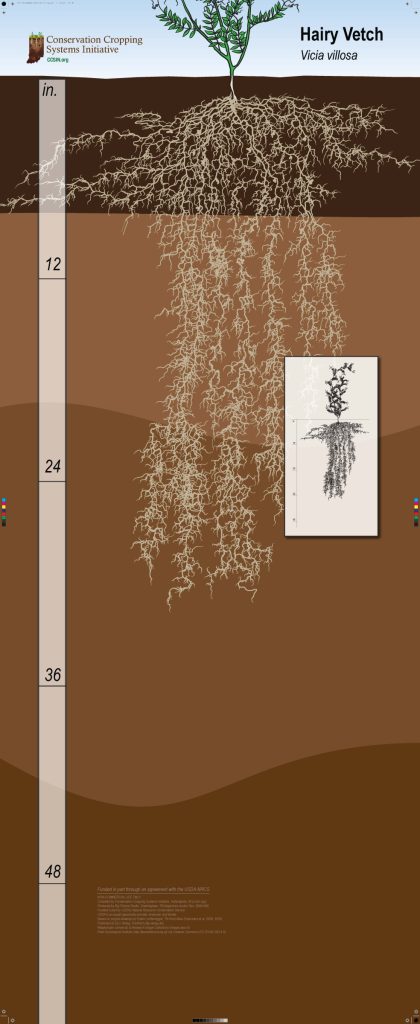 Infographic of a hairy vetch root structure