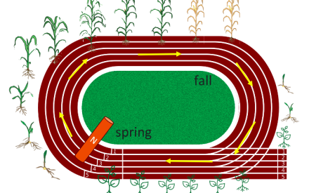 Image of a track with the corn stages going around the track