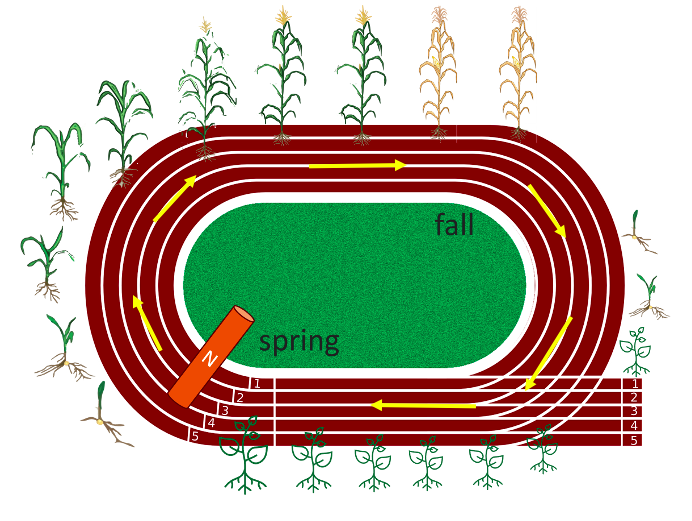 Image of a track with the corn stages going around the track