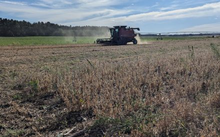 Combine harvesting beans in the fall