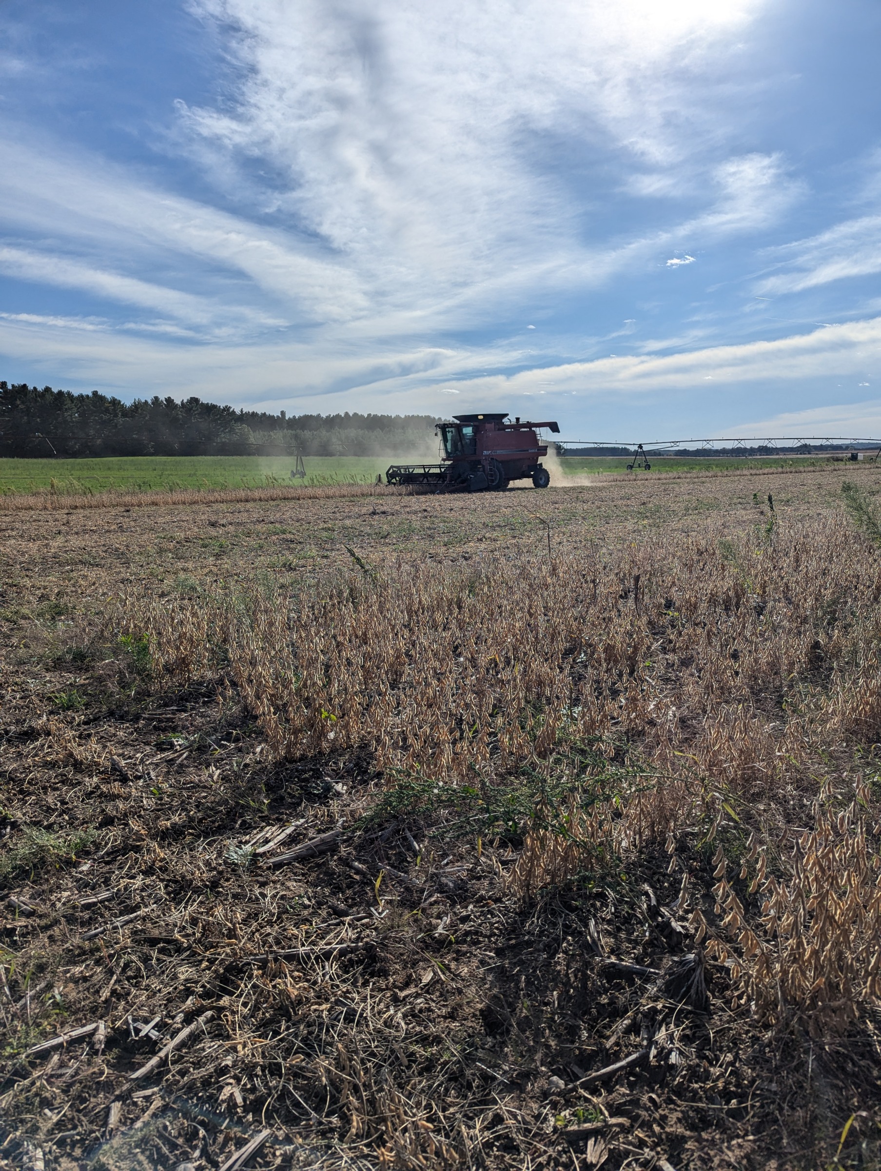 Combine harvesting beans in the fall