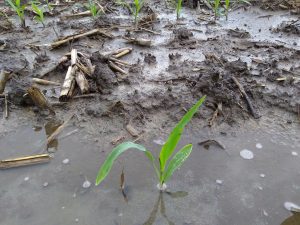 Corn plant in