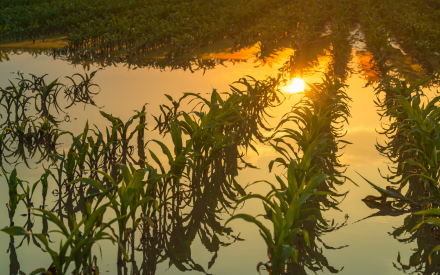 flooded corn field