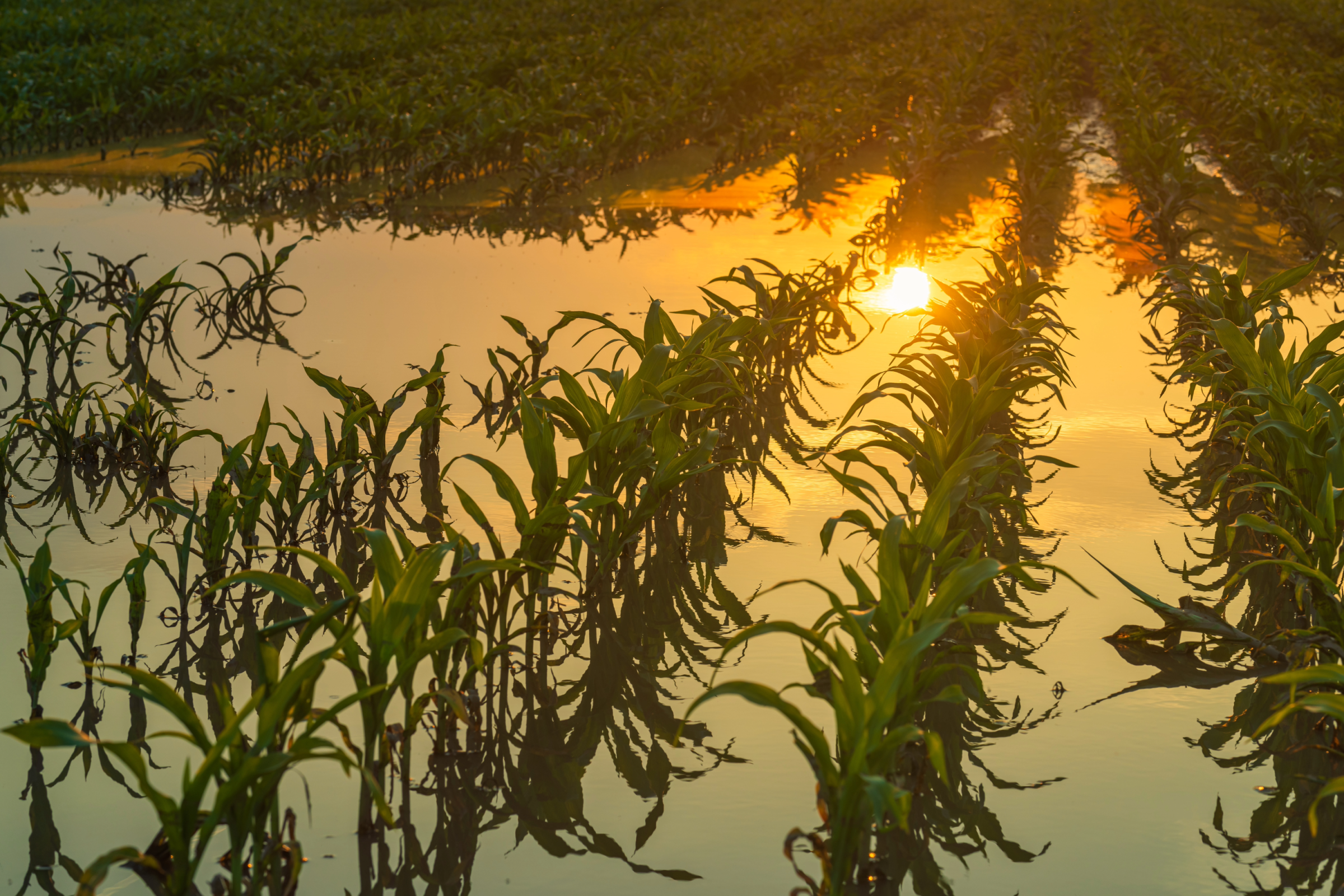 flooded corn field