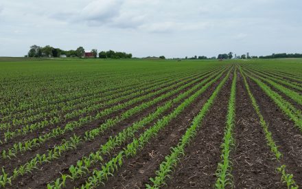 A farm field with rows of young corn plants with farm buildings and grain silos in the distant background under an overcast sky.