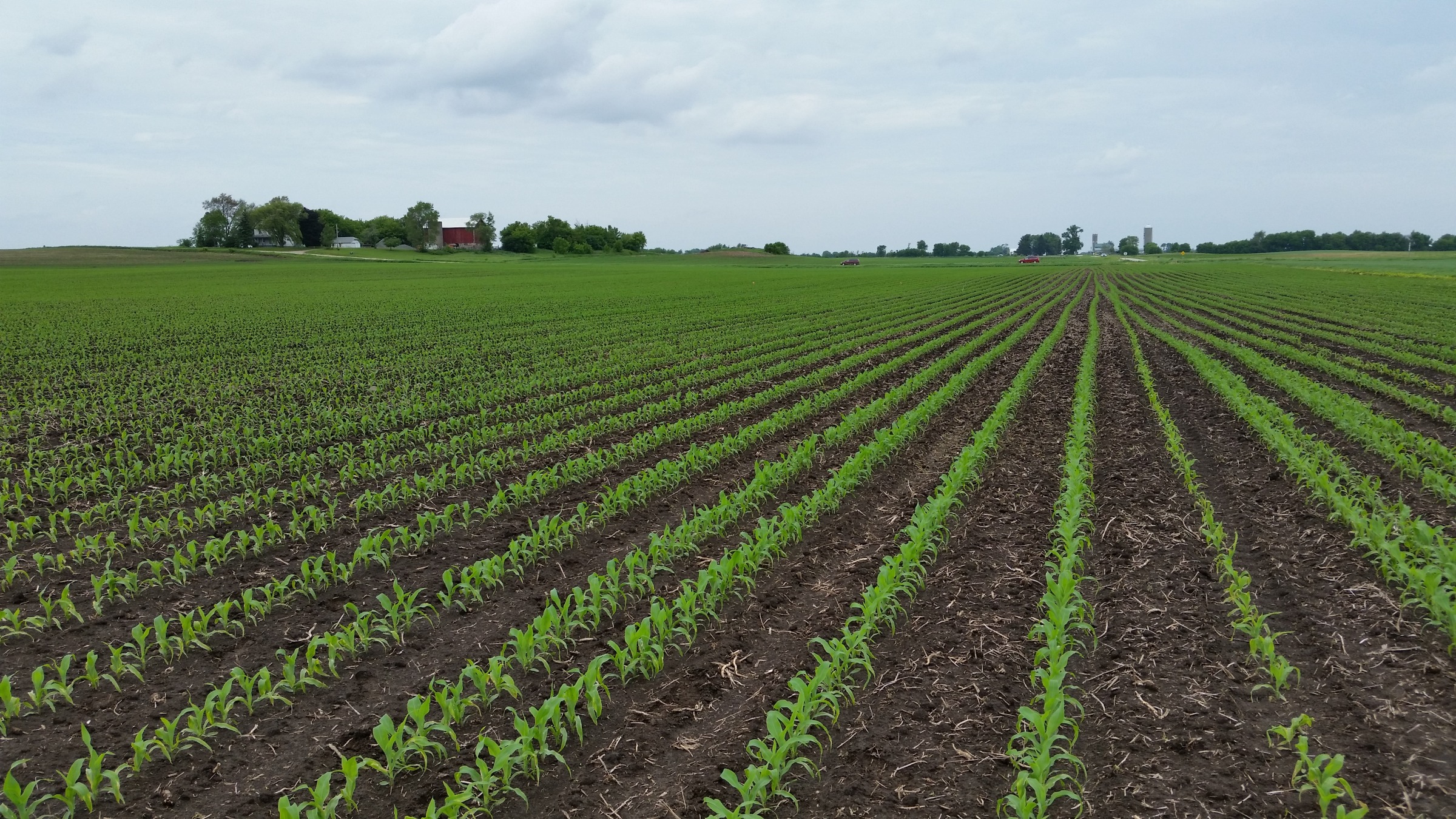 A farm field with rows of young corn plants with farm buildings and grain silos in the distant background under an overcast sky.