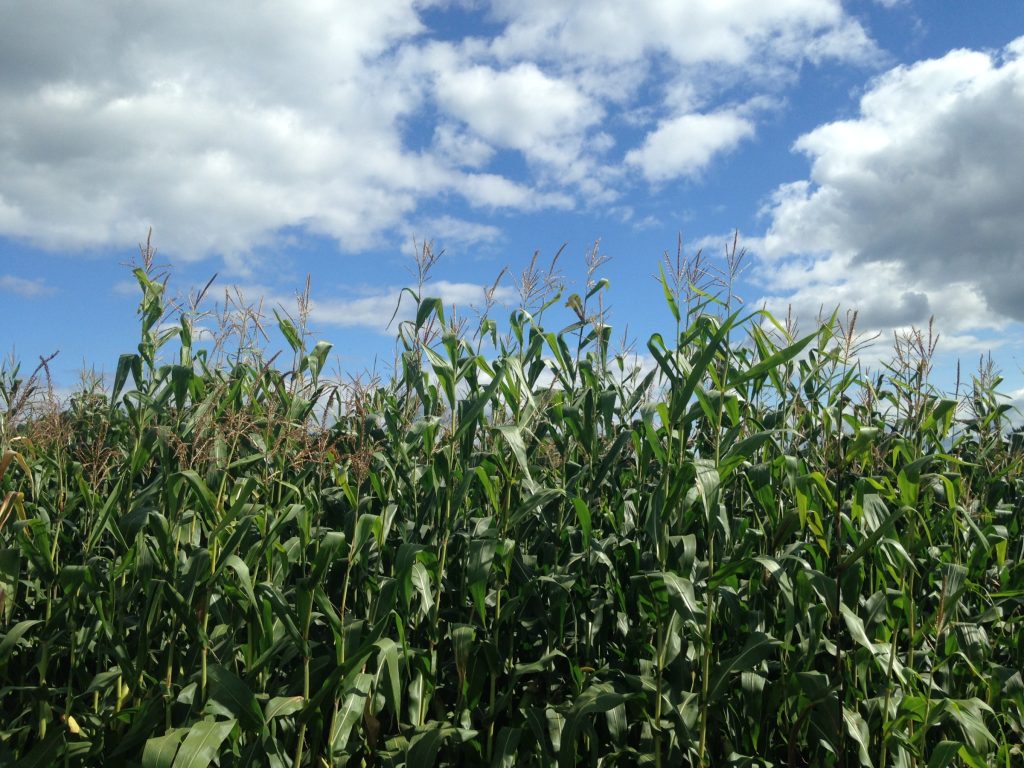 ▶ Watch: Nitrogen Balance: Reevaluating Crop Rotations for Cleaner Water in Wisconsin