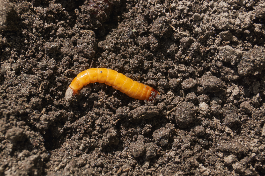 ▶ Watch: Neonicotinoid Insecticides: Widespread Use and Emerging Impacts on Agricultural Landscapes