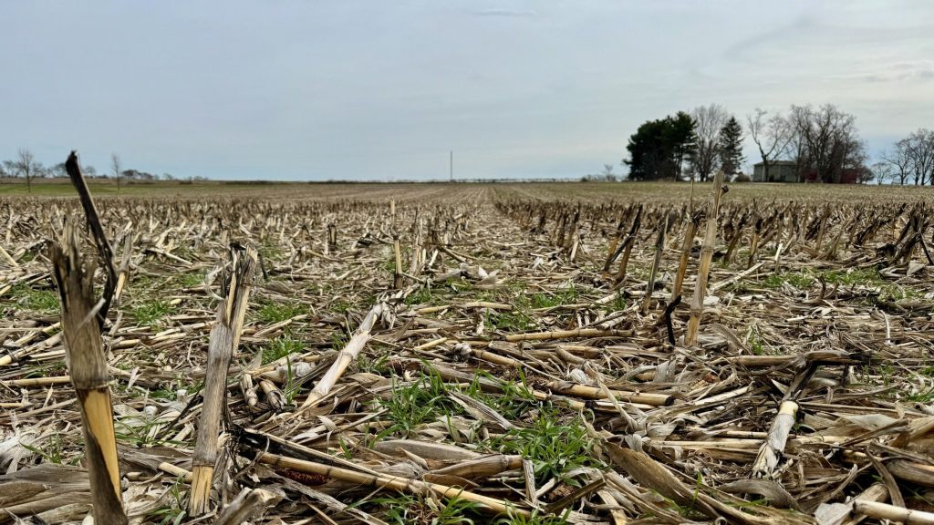 A harvested agricultural field with corn stubble remaining after harvest. Scattered green, rye cover crop growth is visible among the dried stalks. The flat field extends to the horizon under an overcast sky, with a small cluster of trees and farm buildings visible in the distance.