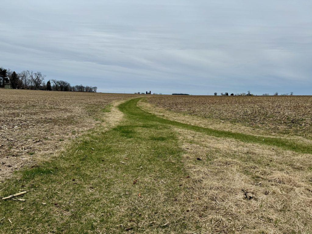 A grassed waterway splits a corn field on an overcast day.