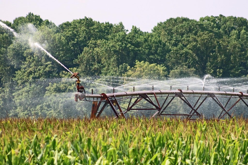 Center pivot irrigation system spraying water over corn field with forest background.