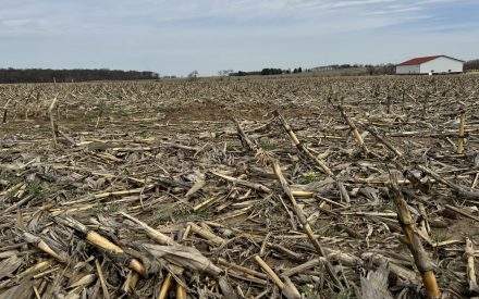 Harvested cornfield with scattered stalks, cloudy sky, and a white building with red roof in the background.