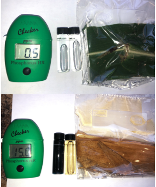 Leachate from an alive corn leaf and a dead corn leaf tested for dissolved phosphorus.