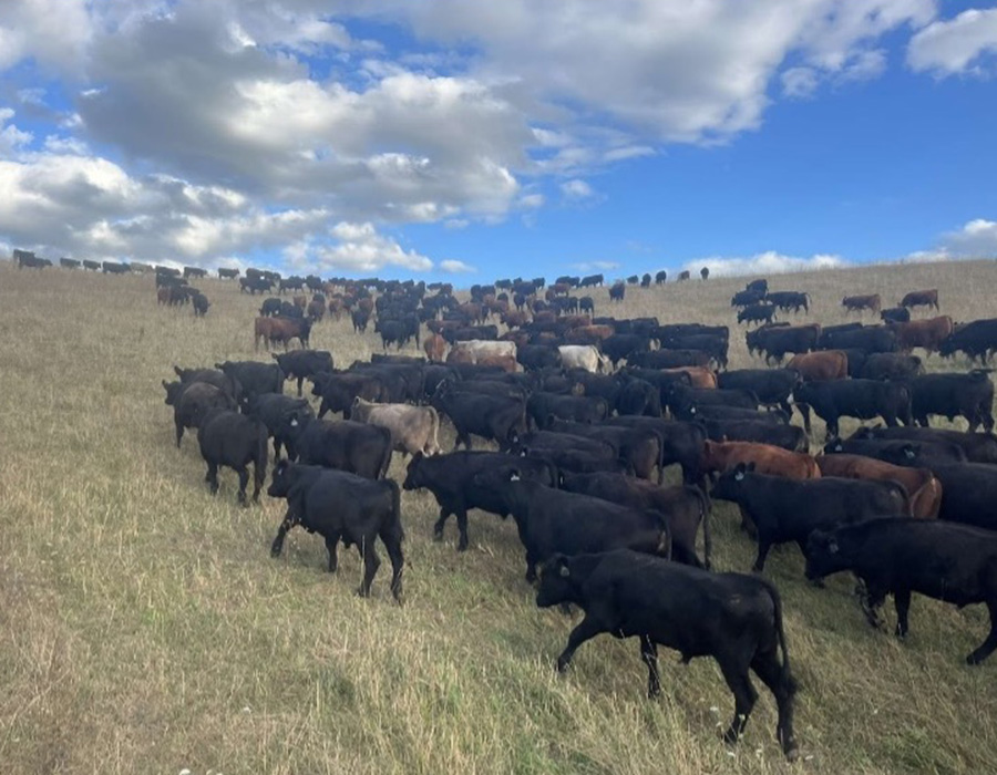 Grazing to Protect Surface Water: Considering critical and sensitive areas