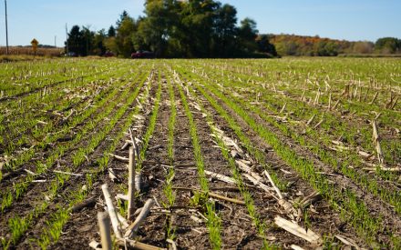 A field of freshly planted winter wheat cover crop.