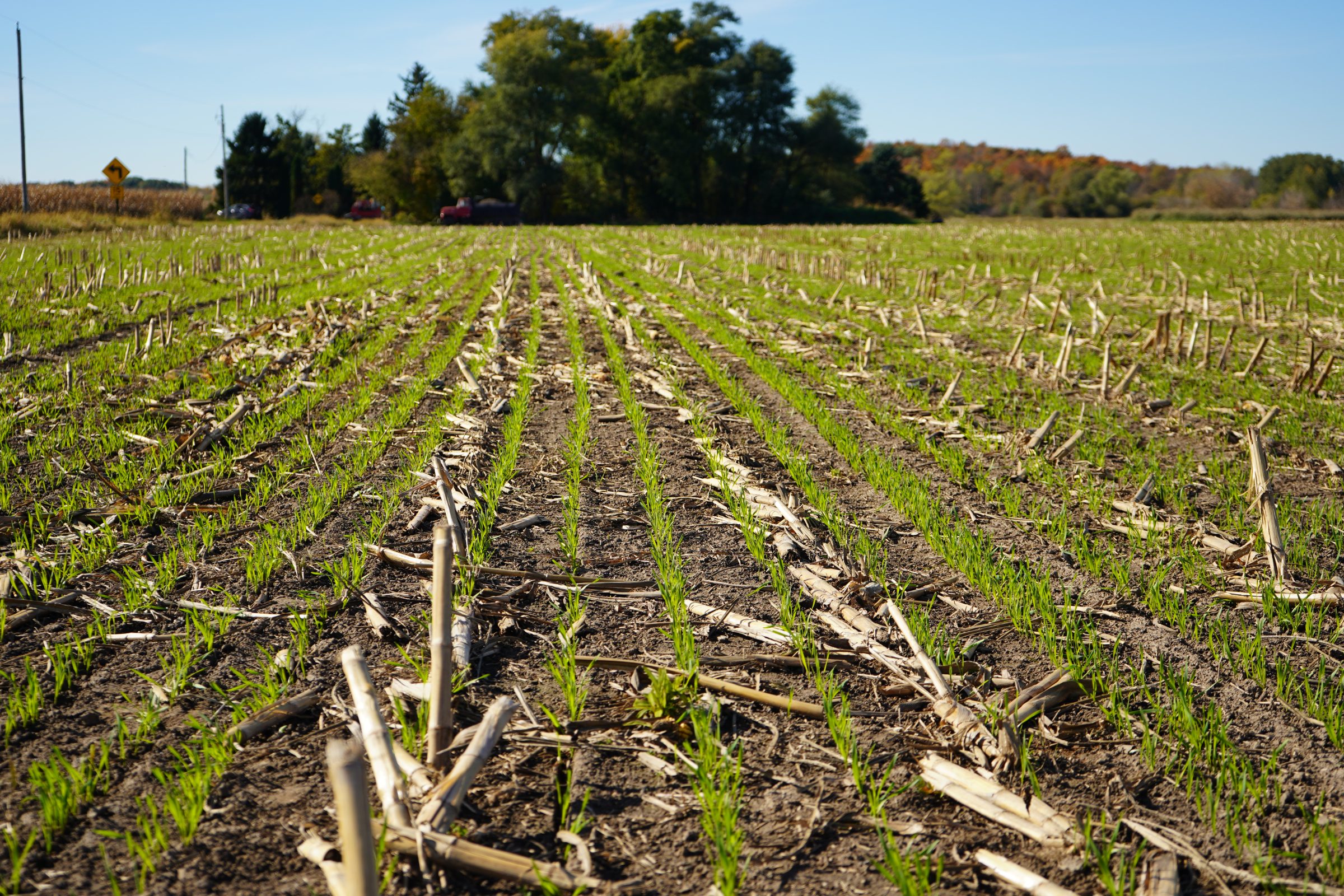 A field of freshly planted winter wheat cover crop.