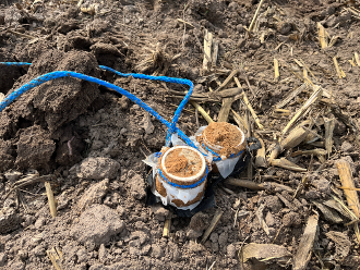 Two soil suction cups partially buried in dry soil, connected by a blue cord.