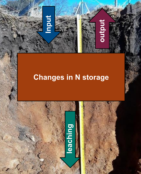 Photo of a soil profile with three arrows and a labeled box. An arrow at the top points downward and reads “Input.” An arrow at the top points upward and reads “Output.” An arrow at the bottom points downward and reads “Leaching.” In the center, a box says “Changes in N storage.” A yellow measuring tape runs vertically through the soil layers.