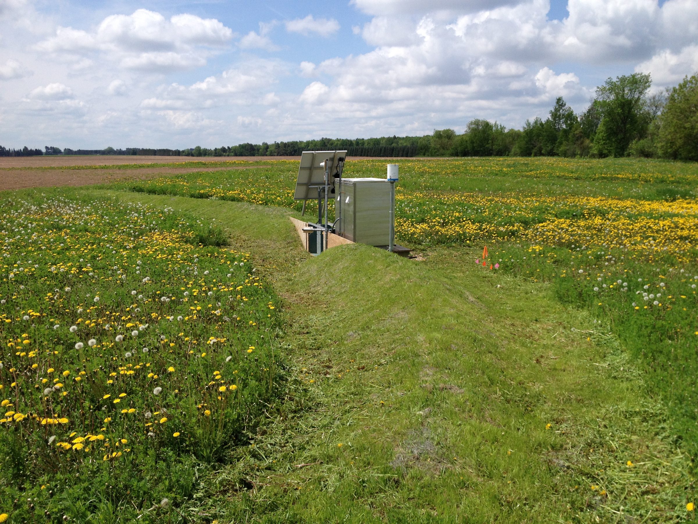 Agricultural research equipment in field surrounded by yellow flowering plants and dandelions