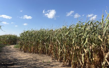 Upcoming Event: 2026 Central Wisconsin Processing Crops Meeting