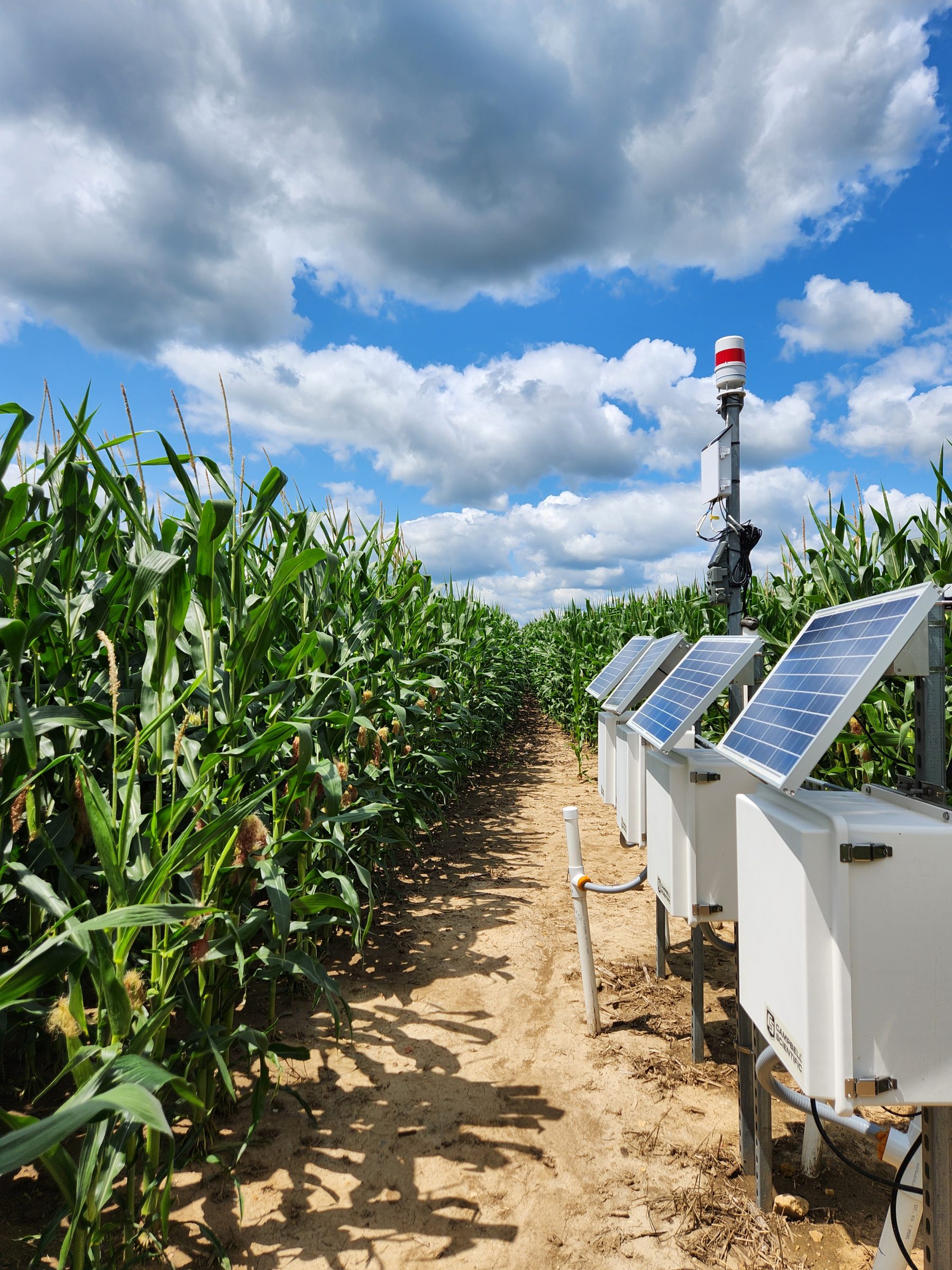 Solar-powered weather monitoring equipment along path between corn rows under cloudy sky