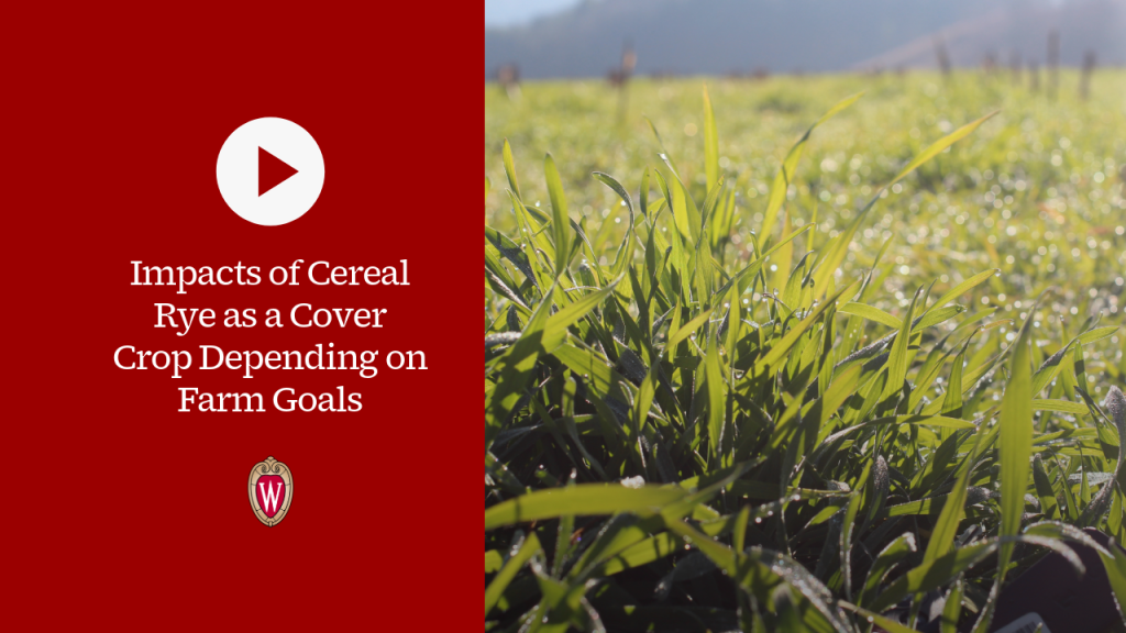 ▶ Watch: Impacts of Cereal Rye as a Cover Crop Depending on Farm Goals