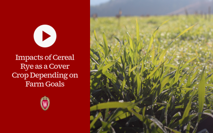 ▶ Watch: Impacts of Cereal Rye as a Cover Crop Depending on Farm Goals
