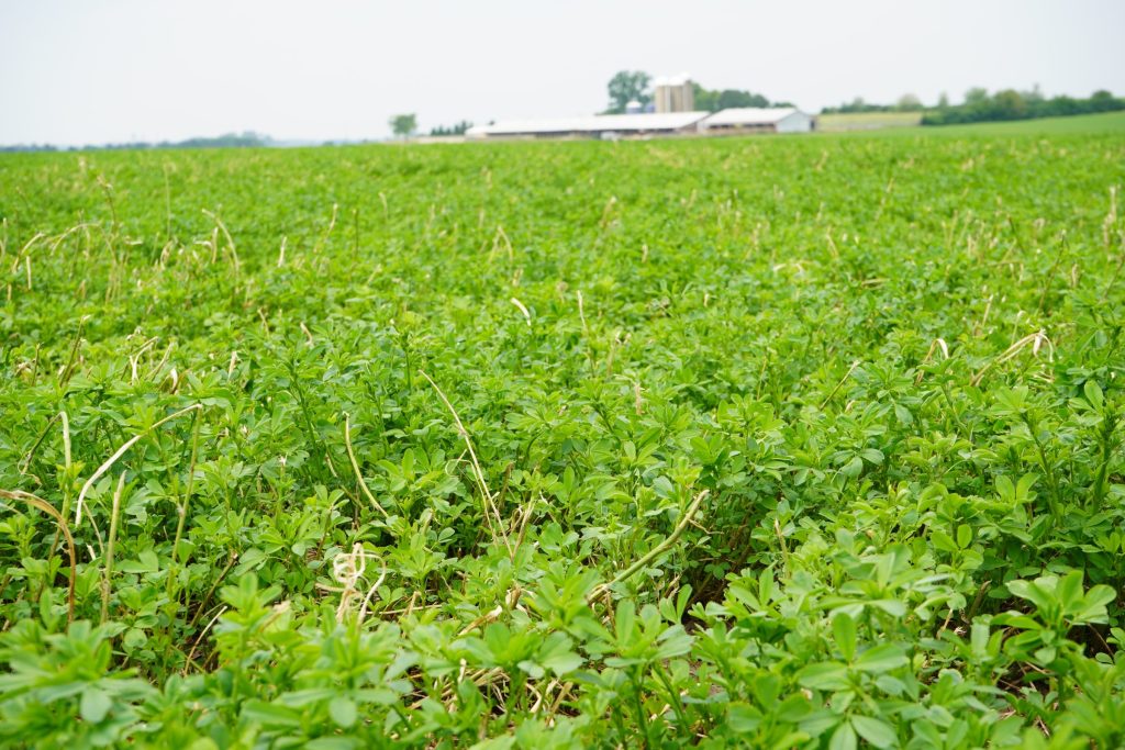 Close up of an alfalfa field with a barn in the horizon.