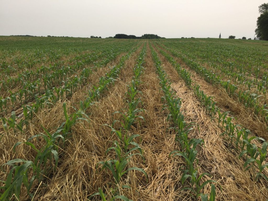 Rows of crops covered in a winter rye cover crop.