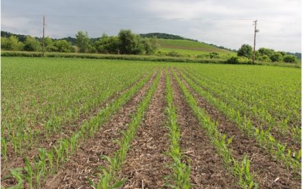 Four Ways to Efficiently Manage Nitrogen When Costs are High