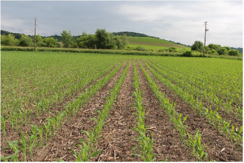 A corn field growing in early summer.