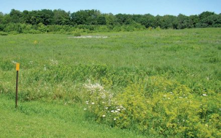 Nonagricultural land: A sink or a source?