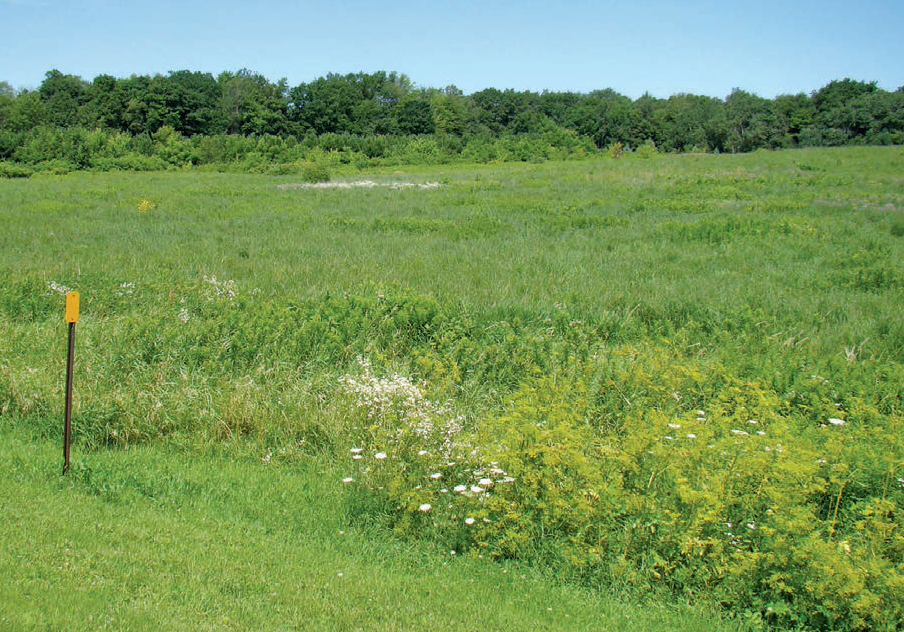 A green, grassy field with blue sky.