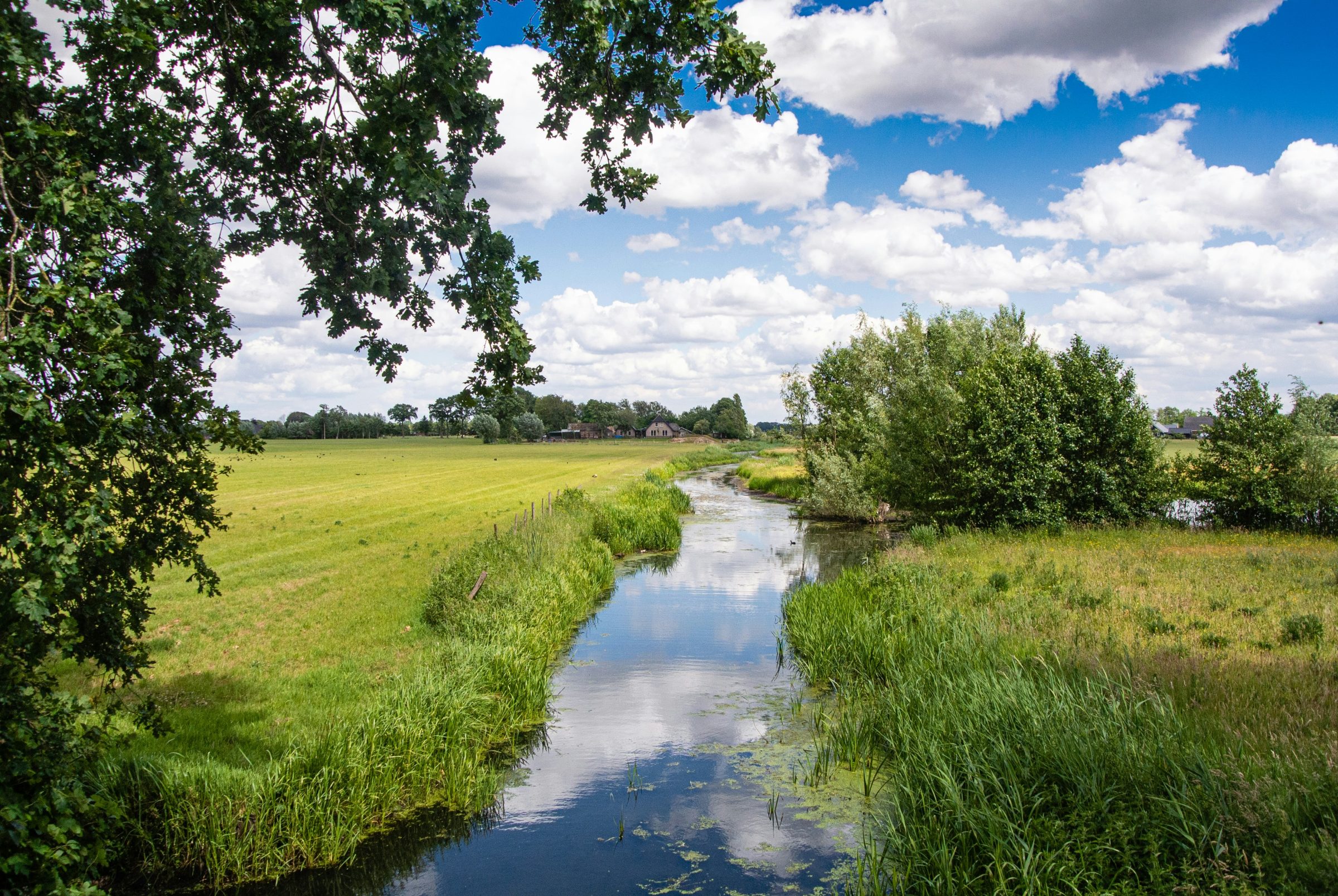 A stream runs through a lush farm field on a sunny day.