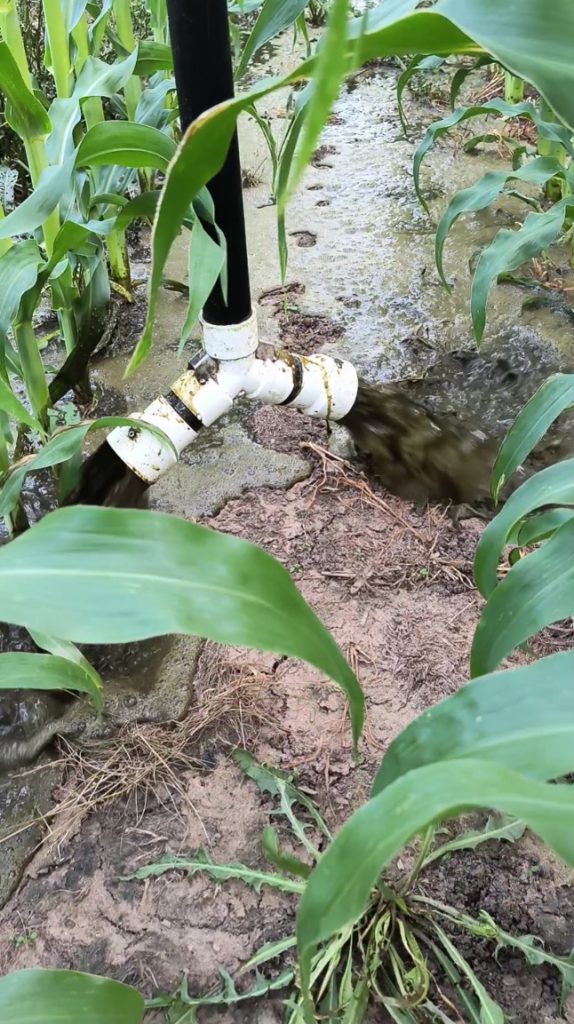 Close up of manure mixed with leachate water being spread on corn using the 360 RAIN. 