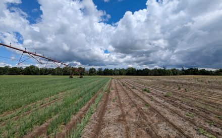 How to Improve Groundwater Quality in Potato Systems Field Day – August 25 in Custer